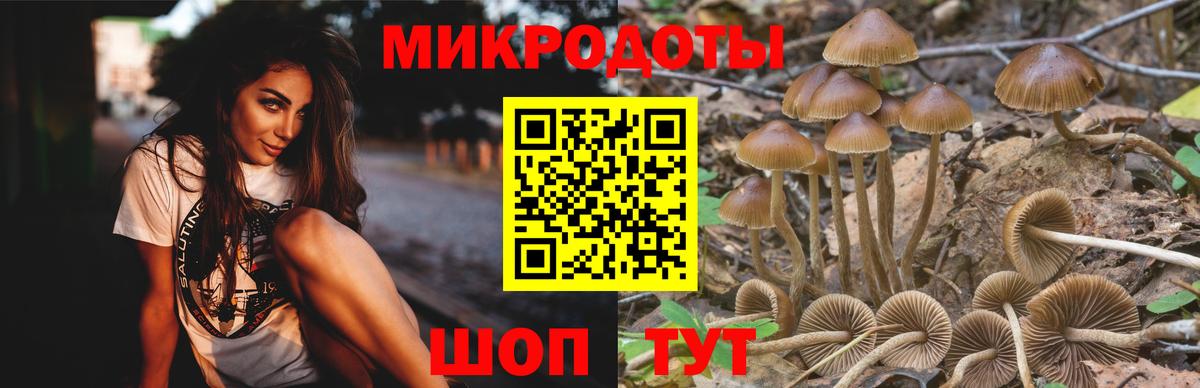 Галлюциногенные грибы Psilocybine cubensis Сорочинск